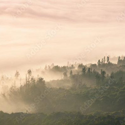 Hilly Javanese landscape with mist and trees at dawn